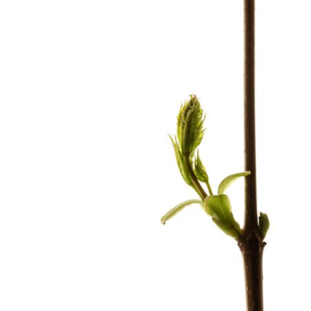 Growing leaves isolated on white background. Springtime. Macro.の写真素材