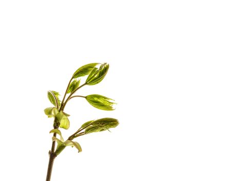 Growing leaves isolated on white background. Springtime. Macro.