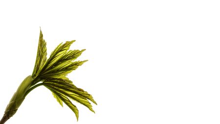 Growing leaves isolated on white background. Springtime. Macro.