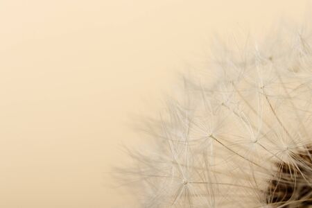 Dandelion flower head. White dandelion on bright warm beige background. Macro photo. Detail of...