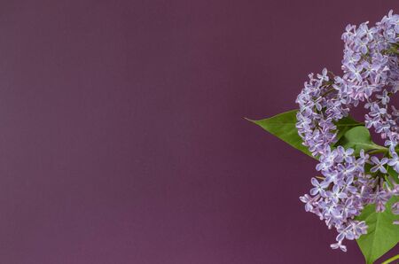 Blooming lilac flowers on purple background. Purple branches of lilac.