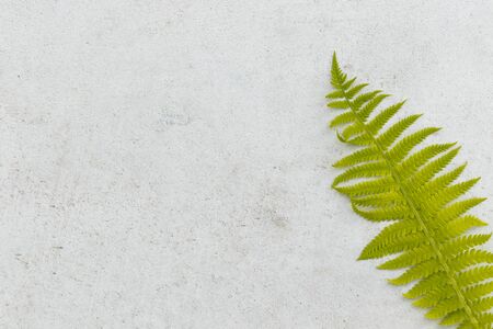 Fern leaf. Gray concrete wall texture background with the green fern.の写真素材
