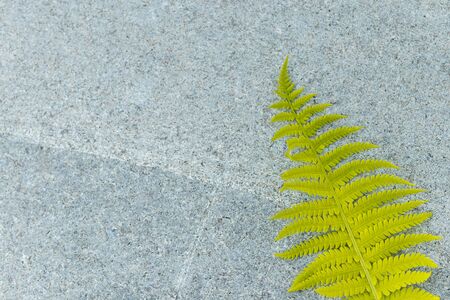 Fern leaf. Gray concrete wall texture background with the green fern.の写真素材