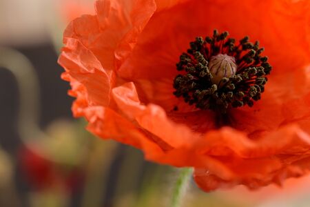 Red poppy flower on blurred background.の写真素材