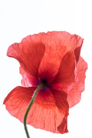 Bright red poppy flower isolated on white background.の写真素材