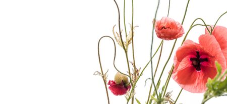 Red poppy flowers isolated on white background. Macro shot. Meadow.