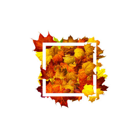 White rectangle frame and colorful autumn maple leaves isolated on white. Autumn composition....