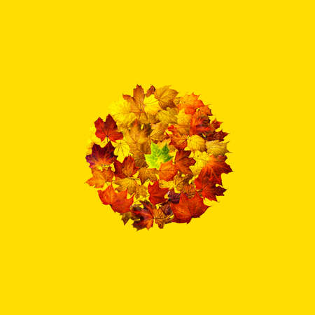 Circle frame of colorful autumn maple leaves isolated on yellow. Round frame of dried leaves. Autumn...