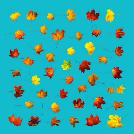 Colorful autumn leaves isolated on aqua colour background. Set of colorful maple leaves.