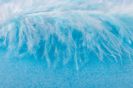 Blue feather on blue paper background. Macro shot. Close-up.の写真素材