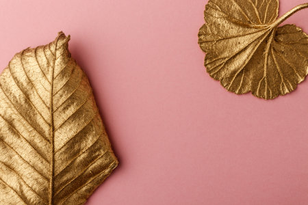 Golden Hazelnut and geranium leaves. Golden leaves on pink background.の写真素材