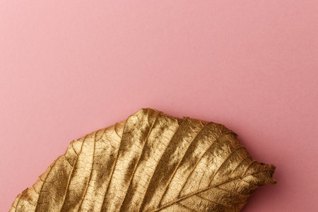 Golden Hazelnut leaf. Golden leaf on pink background.の写真素材