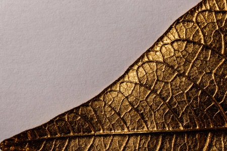 Golden Christmas flower leaf on gray paper background. Poinsettia. Macro.の写真素材
