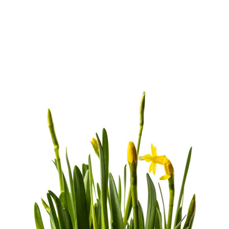 Narcissus isolated on white background. Growing narcissus flower buds. Spring flower.の写真素材