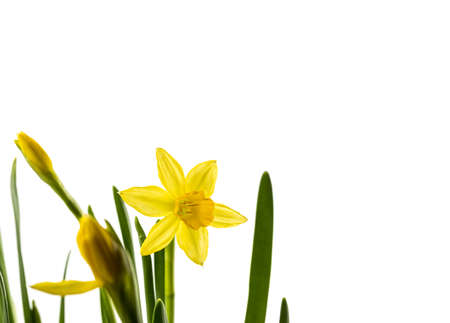 Narcissus isolated on white background. Growing narcissus flower buds. Spring flower.の写真素材