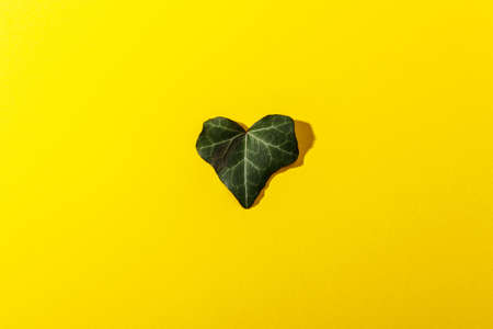 Leaf in shape of a heart on yellow background. Symbol of love for Happy Women's, Mother's, Valentine's Day. Natural green leaf. Flat lay.の写真素材