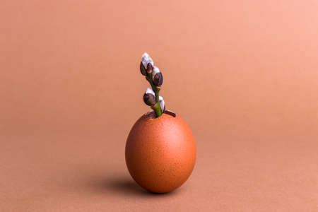 Pussy willow branch in a eggshell. Plant growing in eggshell. Egg with plant inside. New life and...