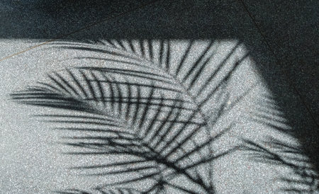 Shadow of palm leaves on floor background. Silhouettes and shadows of plants.の写真素材