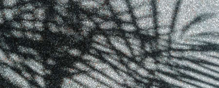 Shadow of palm leaves on floor background. Silhouettes and shadows of plants.の写真素材