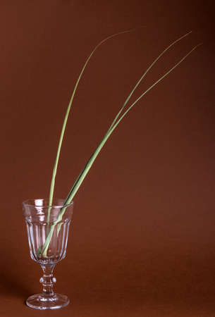 Grass stems in a glass bowl. Cup with plants inside with copy space on brown background.の写真素材