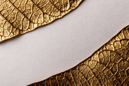 Golden Christmas flower leaves on gray paper background. Poinsettia. Macro.