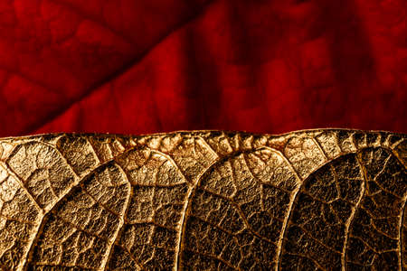 Golden and red Christmas flower leaves as background. Poinsettia. Macro.の写真素材