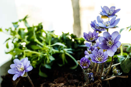 Violet. Macro of the blossom of a hepatica flower. The prime of the year. Early spring blue blossoms.の写真素材