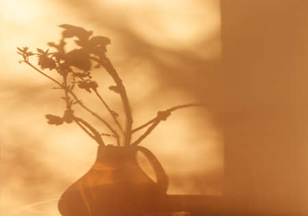 Shadows of plants. Horse chestnut tree buds on sunny April day. Growing leaves in a glass vase. Springtime.の写真素材