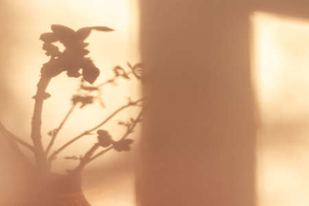 Shadows of plants. Horse chestnut tree buds on sunny April day. Growing leaves in a glass vase. Springtime.の写真素材