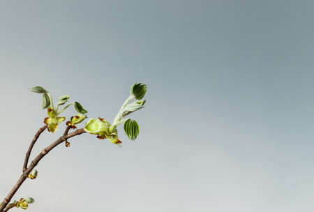Chestnut sprouts and buds with copy space. Growing leaves. Springtime. Macro.の写真素材
