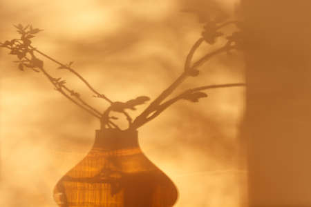 Shadows of plants. Horse chestnut tree buds on sunny April day. Growing leaves in a glass vase....