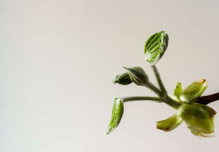Chestnut sprouts and buds with copy space. Growing leaves. Springtime. Macro.の写真素材