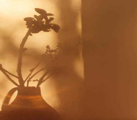 Shadows of plants. Horse chestnut tree buds on sunny April day. Growing leaves in a glass vase. Springtime.の写真素材