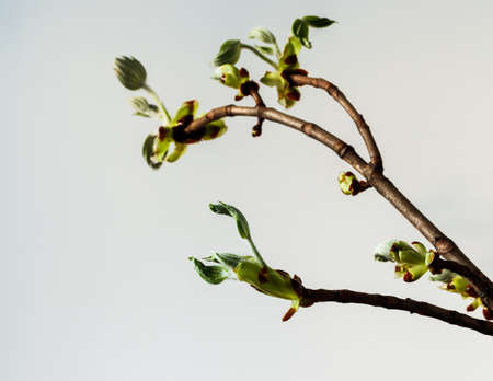 Chestnut sprouts and buds with copy space. Growing leaves. Springtime. Macro.の写真素材
