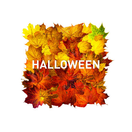 Greeting card with text Halloween. Halloween banner. Rectangle frame of colorful autumn maple leaves isolated on white. Rectangle frame of dried leaves.の写真素材