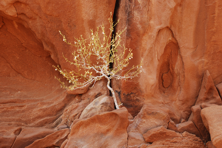 In the desert trees can be small. This one was just of 30 cm height.の写真素材