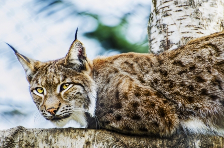 Lynxの写真素材