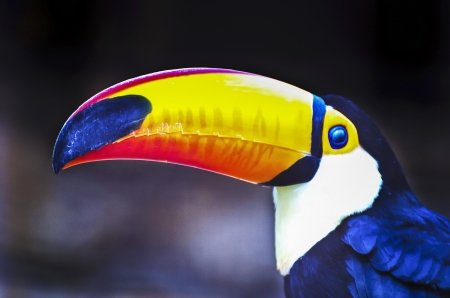 The Toucan