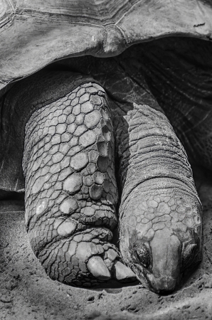 Old Turtleの写真素材