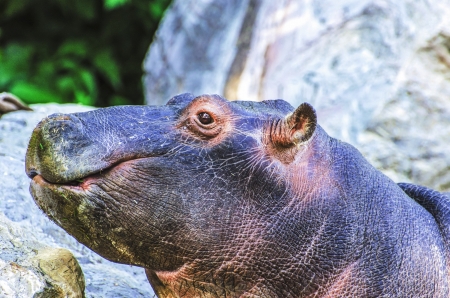 Baby Hippoの写真素材