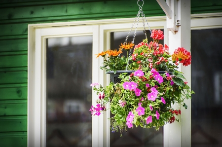 Hanging Flowersの写真素材