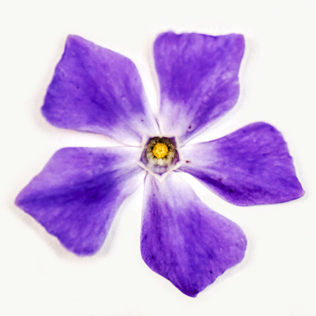Violet Flower Windmillの写真素材