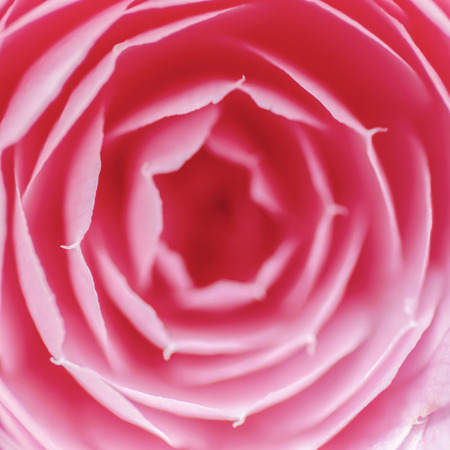 Pink Rose Macroの写真素材