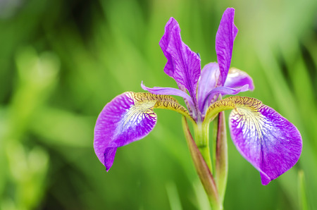 Poetic Purple Flower