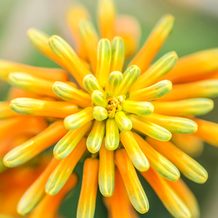 Atom Flower Plantの写真素材