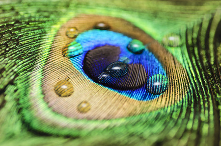 Peacock Peafowl Featherの写真素材