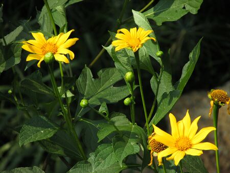 Yellow Wildflowersの写真素材