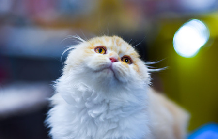 Sweet kitty look, close-up face. White kitten.の写真素材