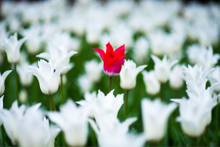 Tulipa pretty woman against the background of a Tulip Ballade White, Lily-flowering Tulipa hybrida in park.の写真素材