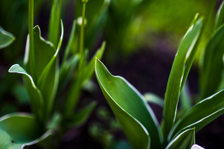 green leaf backgroundの写真素材